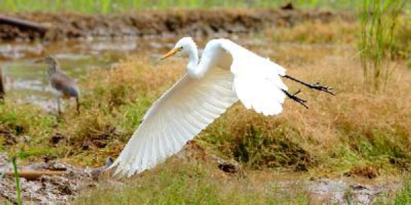 Intermediate Egret