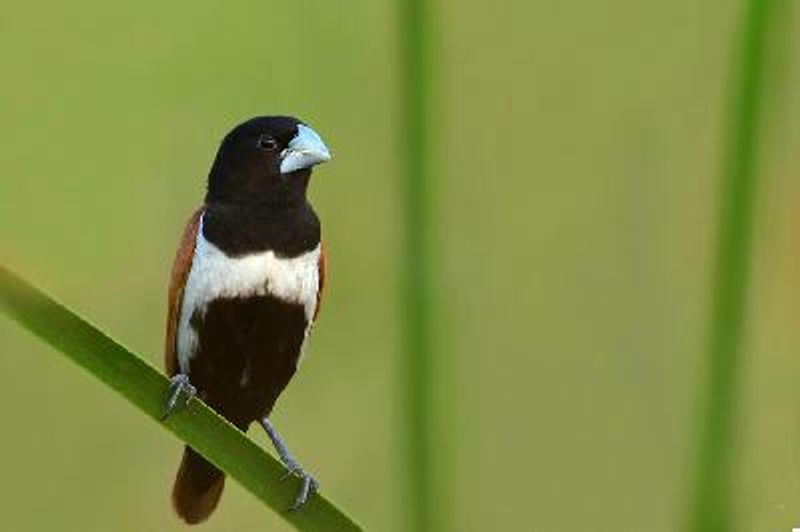 Tricoloured Munia