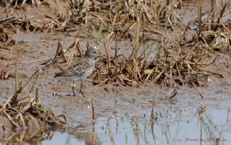 Long toed Stint