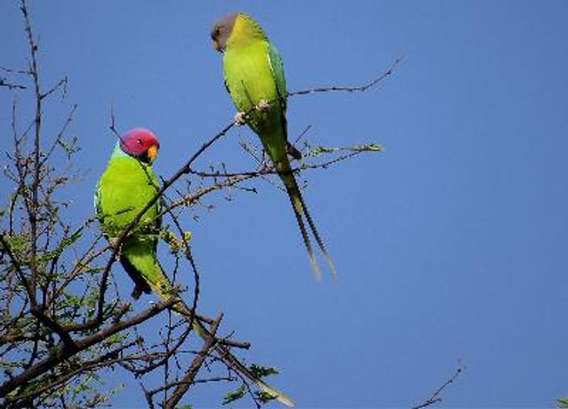 Plum headed Parakeet