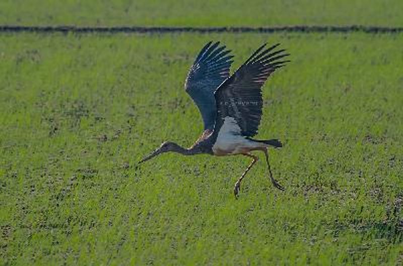 Black Stork