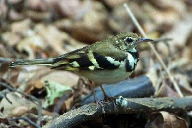 Forest Wagtail