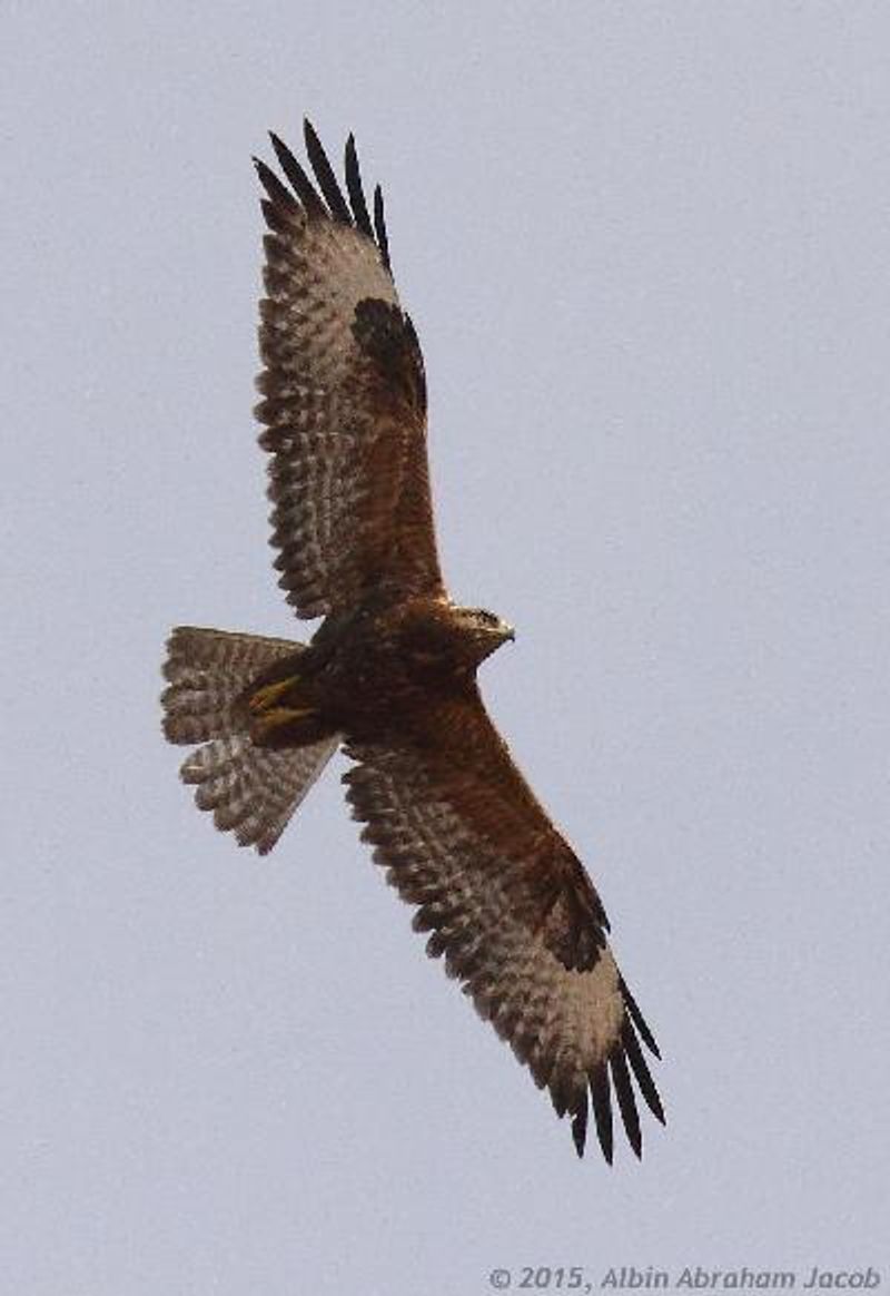 Common Buzzard