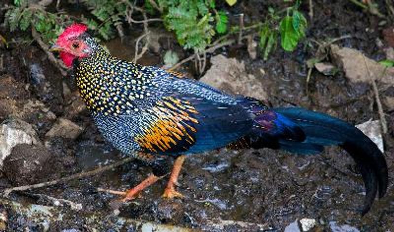 Grey Junglefowl