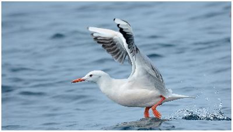 Slender billed Gull