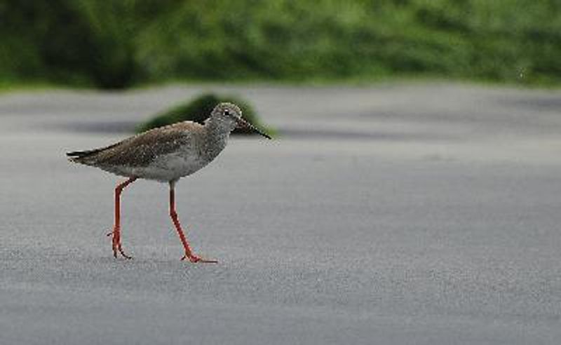 Common Redshank