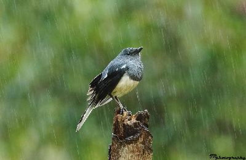 Oriental Magpie Robin