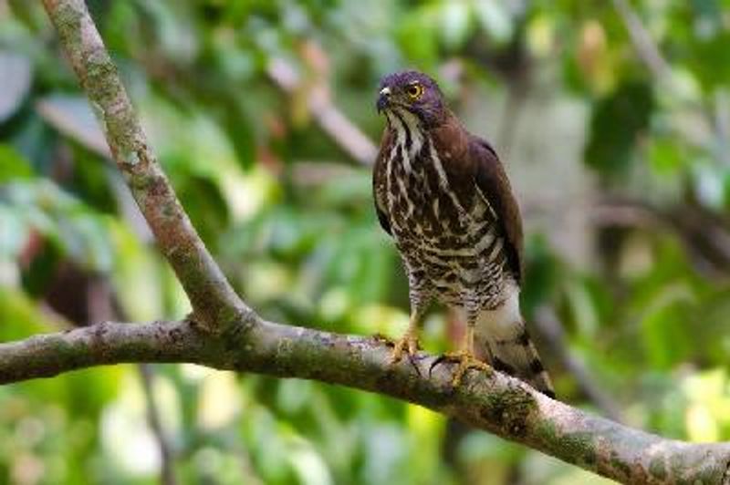Crested Goshawk