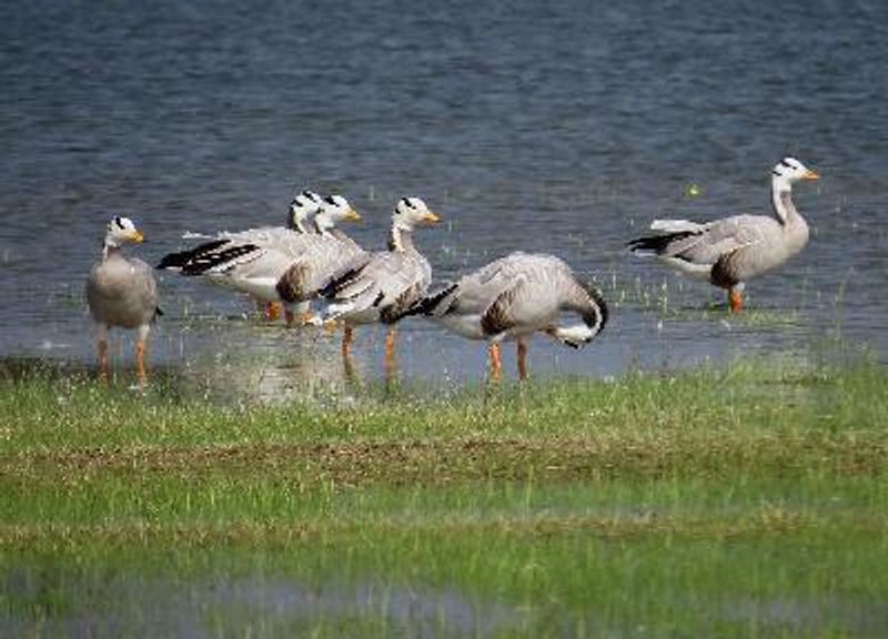 Bar headed Goose