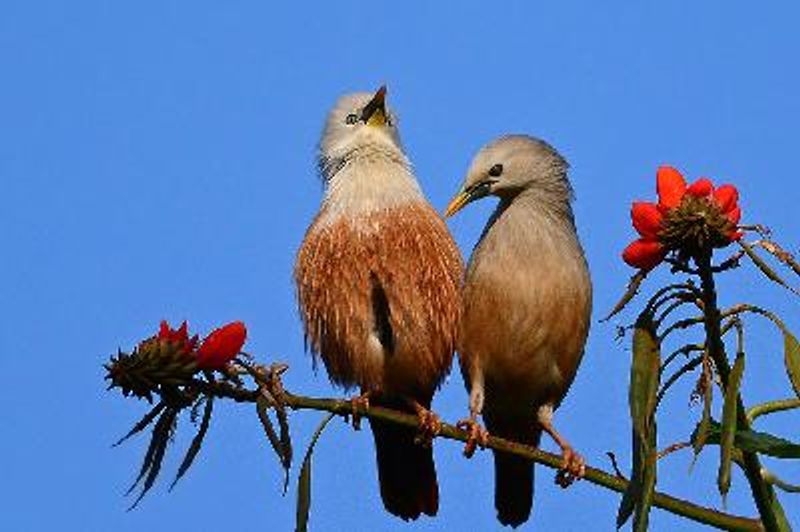 Malabar Starling