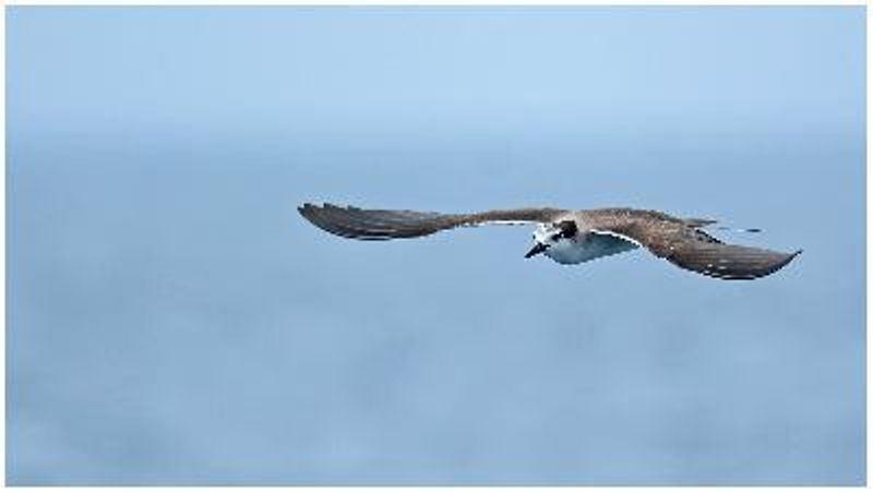 Bridled Tern