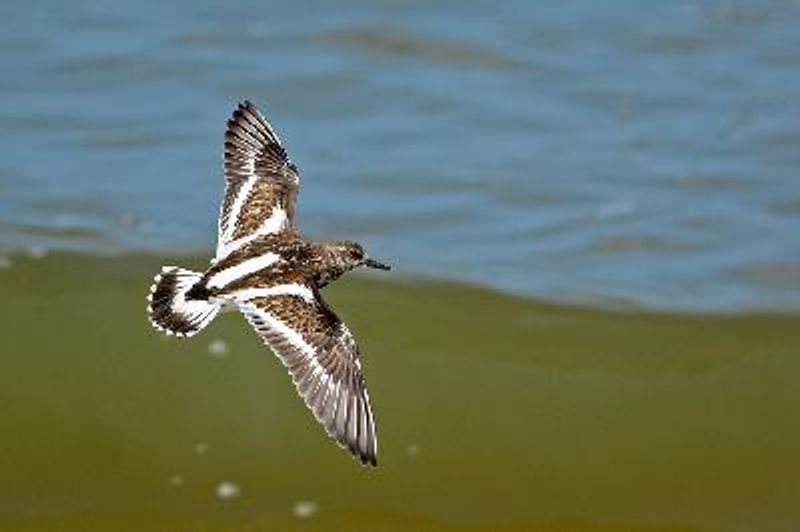 Ruddy Turnstone