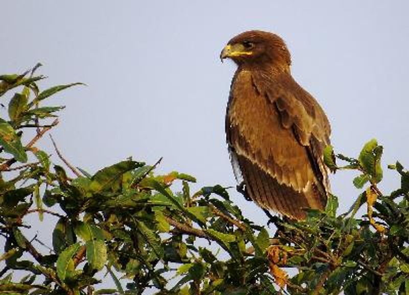 Indian Spotted Eagle