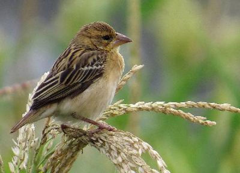 Baya Weaver