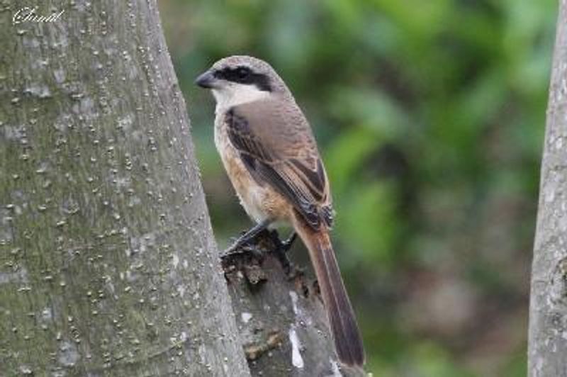 Brown Shrike