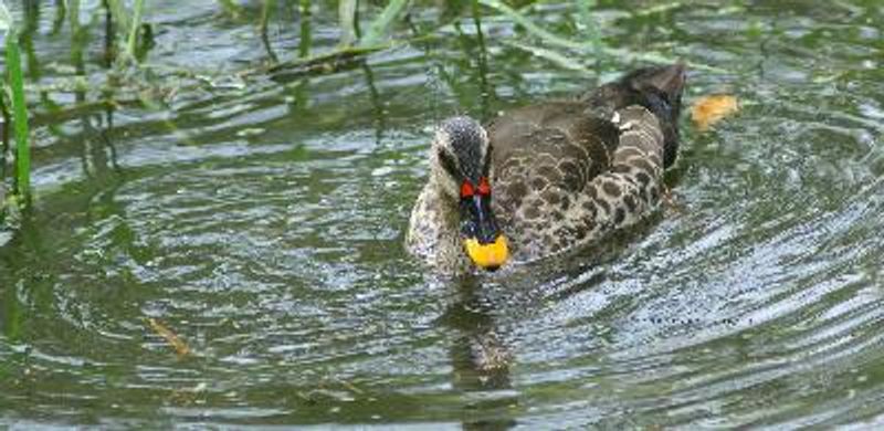 Indian Spot billed Duck