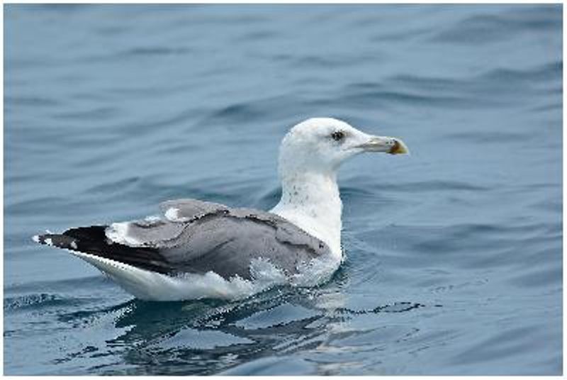 Steppe Gull