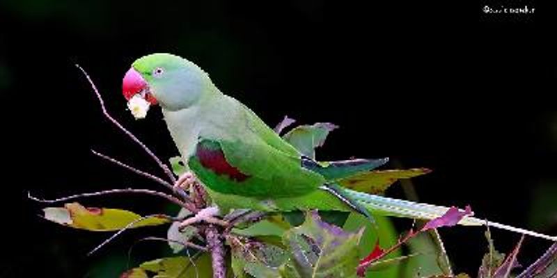 Alexandrine Parakeet
