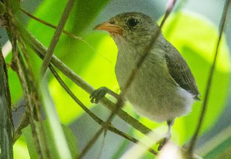 Pale billed Flowerpecker