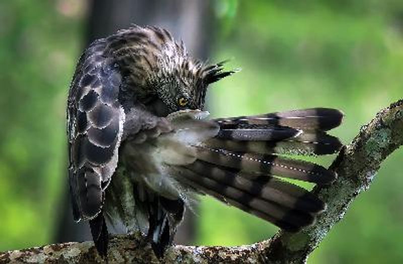 Crested Hawk Eagle