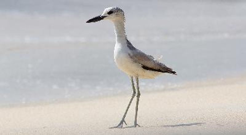 Crab plover