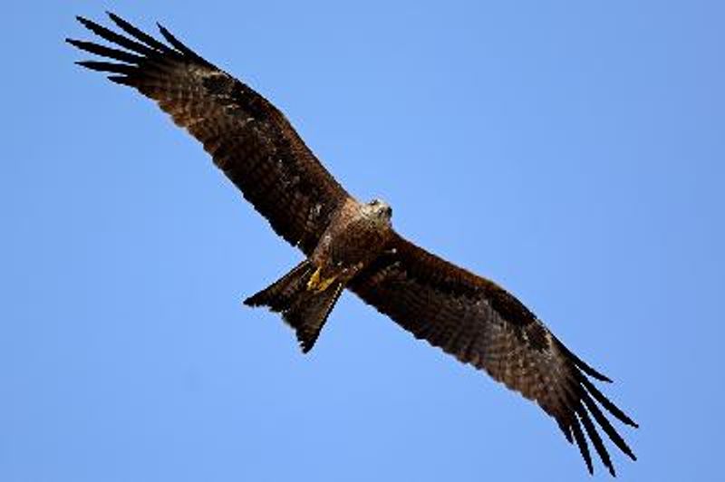 Black Kite