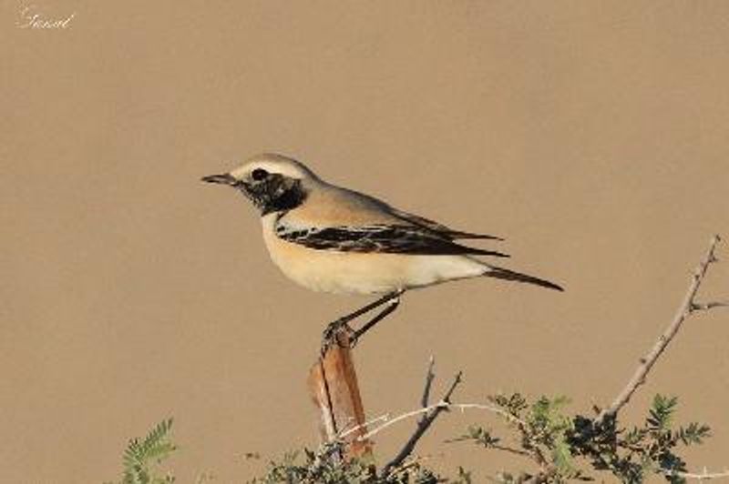 Desert Wheatear