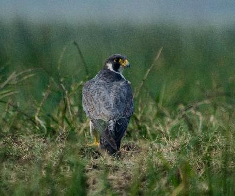 Peregrine Falcon