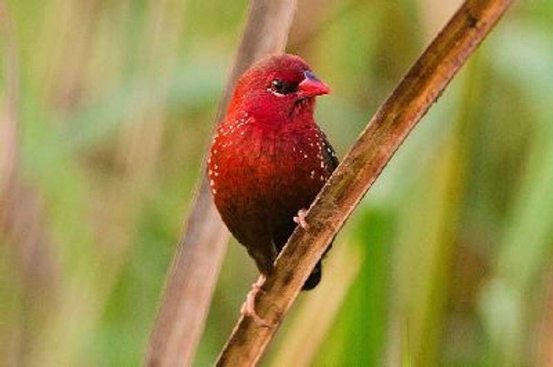 Red Avadavat