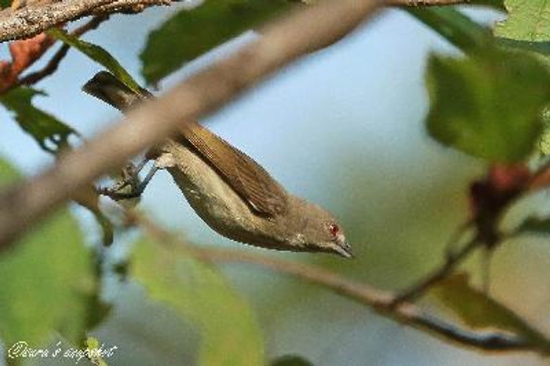 Thick billed Flowerpecker