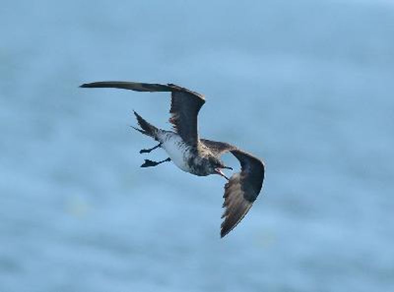 Arctic Skua