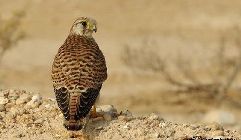 Common Kestrel