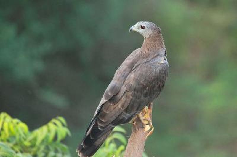 Oriental Honey buzzard