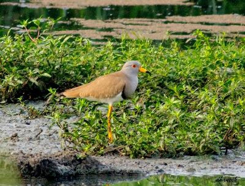 Grey headed Lapwing
