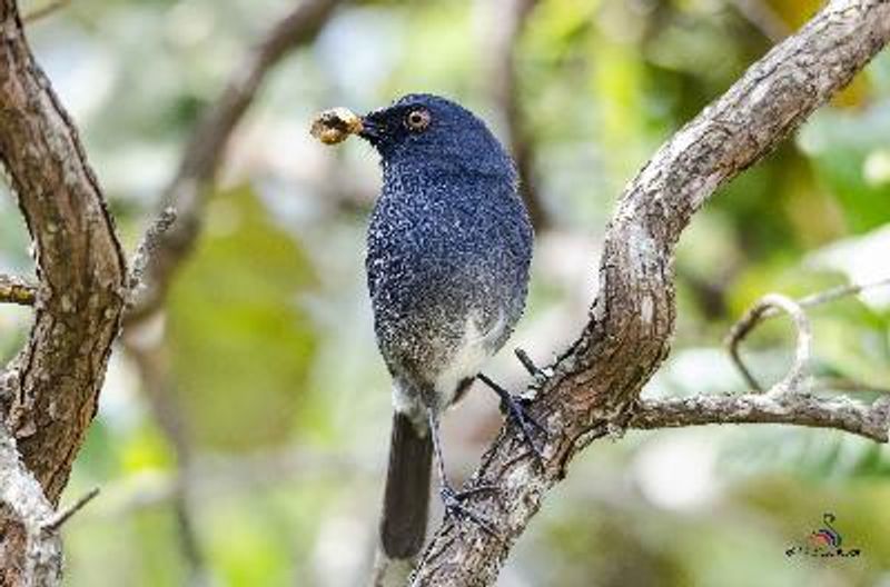 White bellied Shortwing