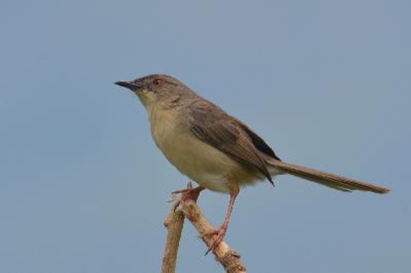 Jungle Prinia