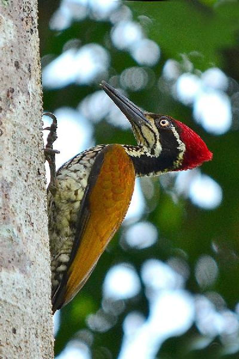 Greater Flameback