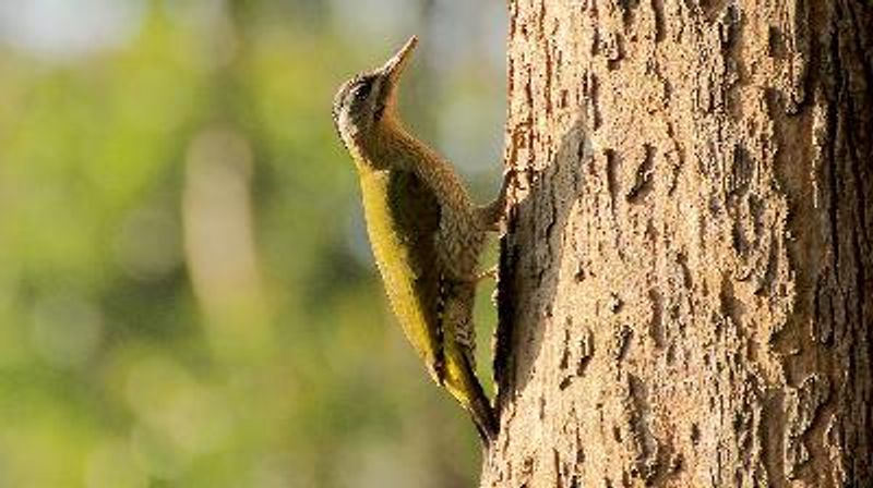 Streak throated Woodpecker