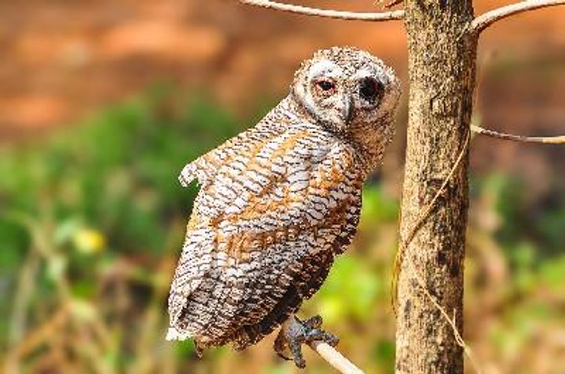 Mottled Wood Owl