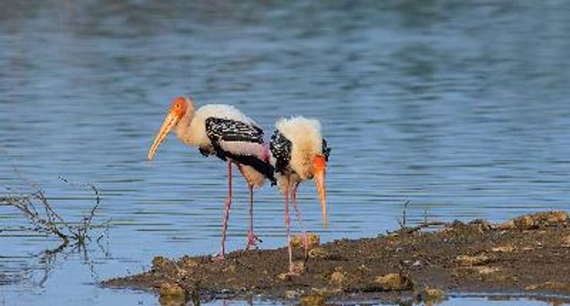 Painted Stork