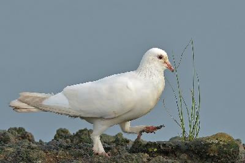 Rock Pigeon