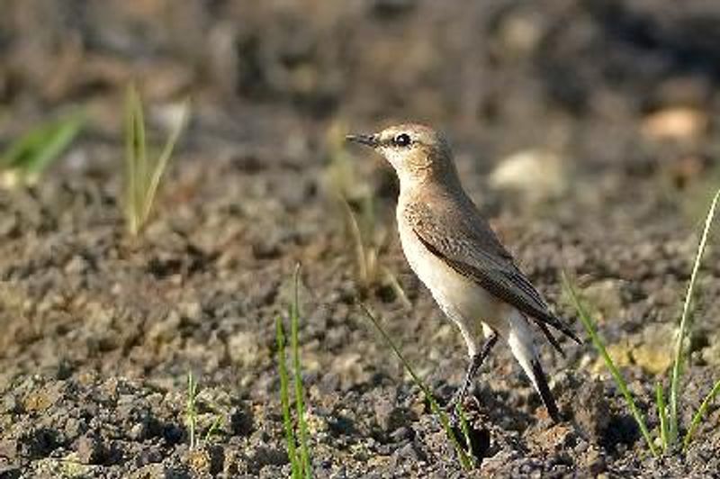 Isabelline Wheatear