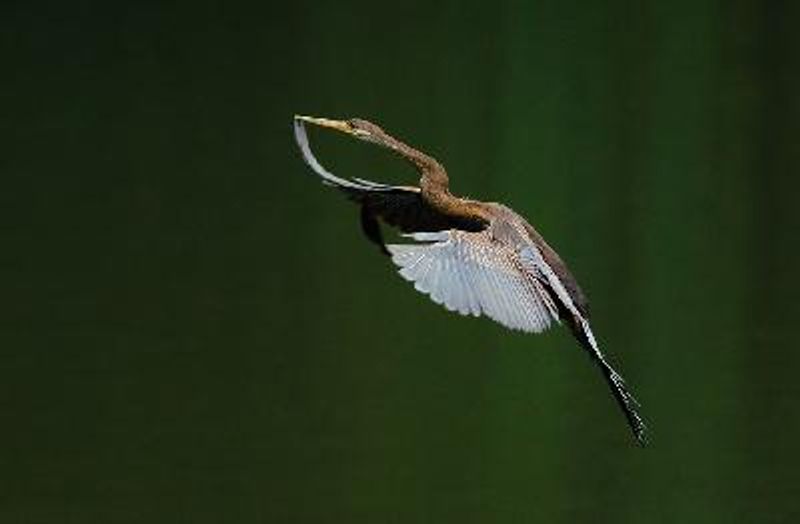 Oriental Darter