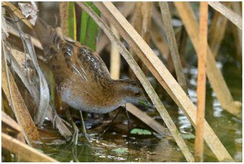 Baillon's Crake