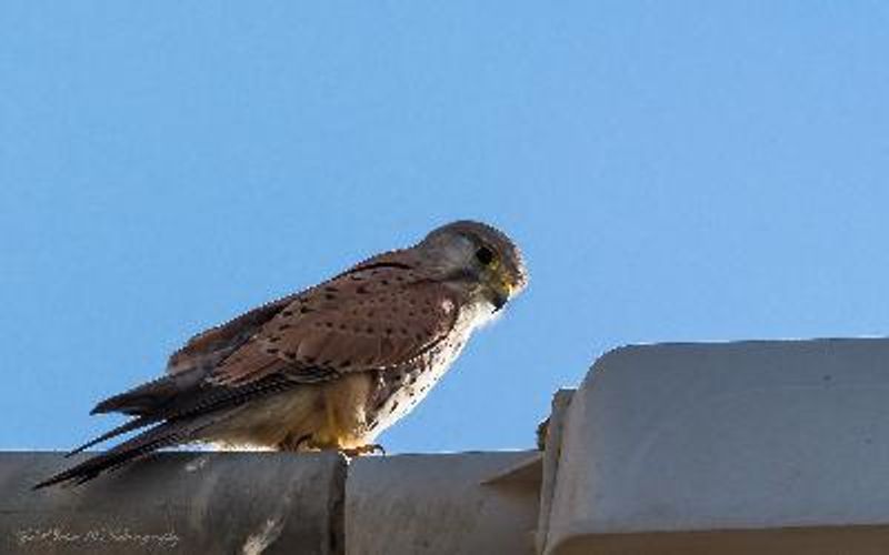 Lesser Kestrel