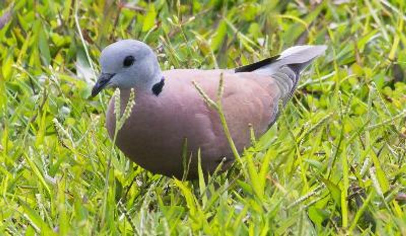 Red Collared Dove