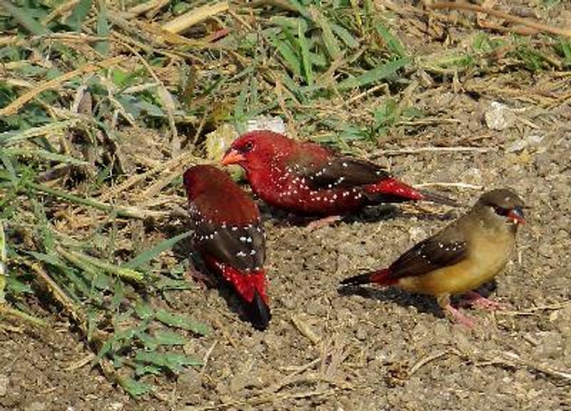 Red Avadavat