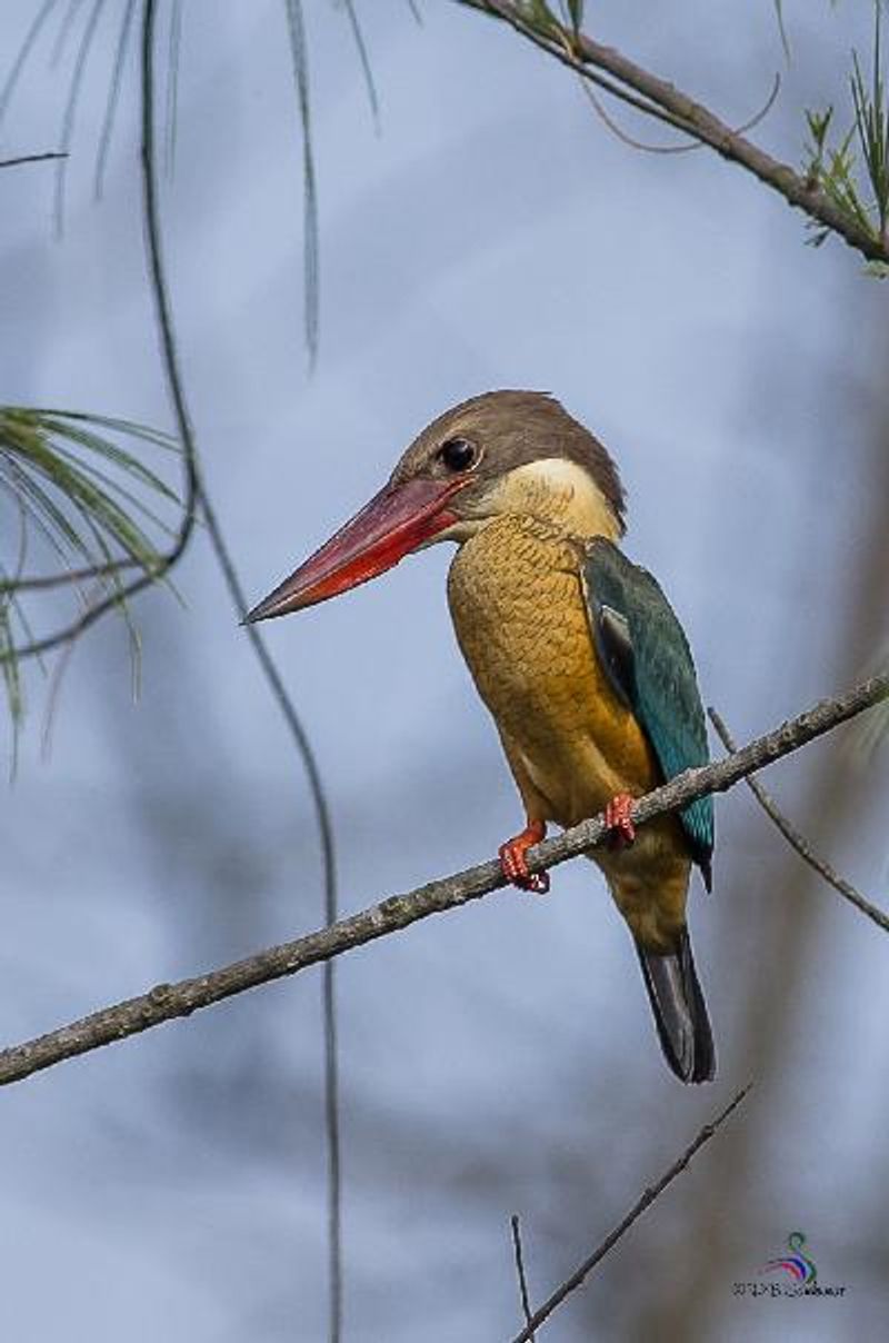 Stork billed Kingfisher