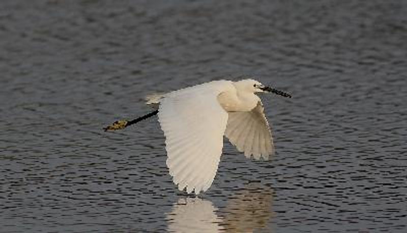 Little Egret