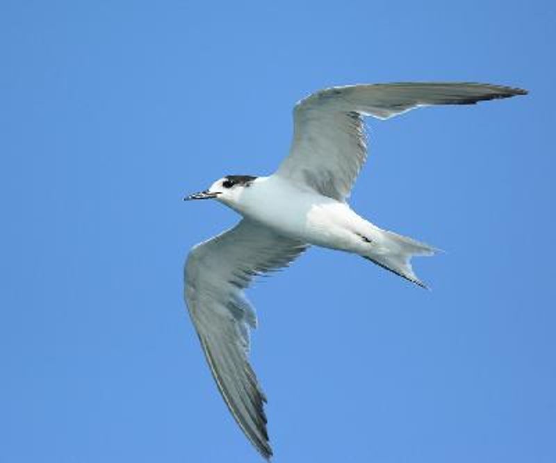 Common Tern